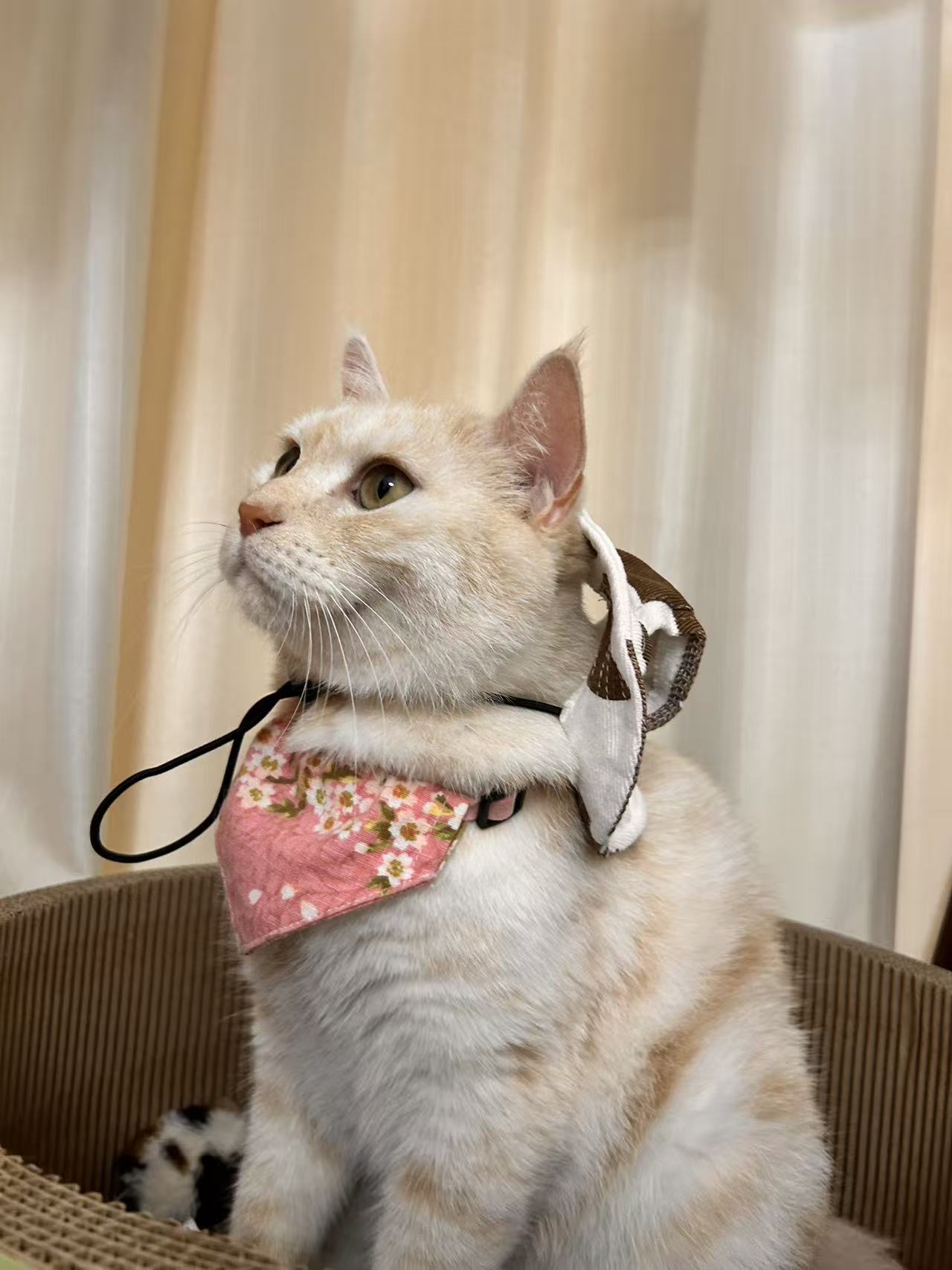 Mayohachi the cat